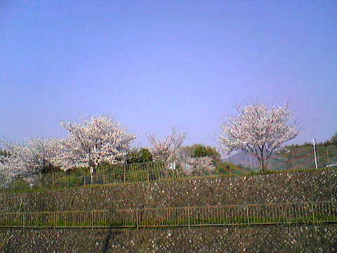 sakura-uenomiyataishi_H21.jpg